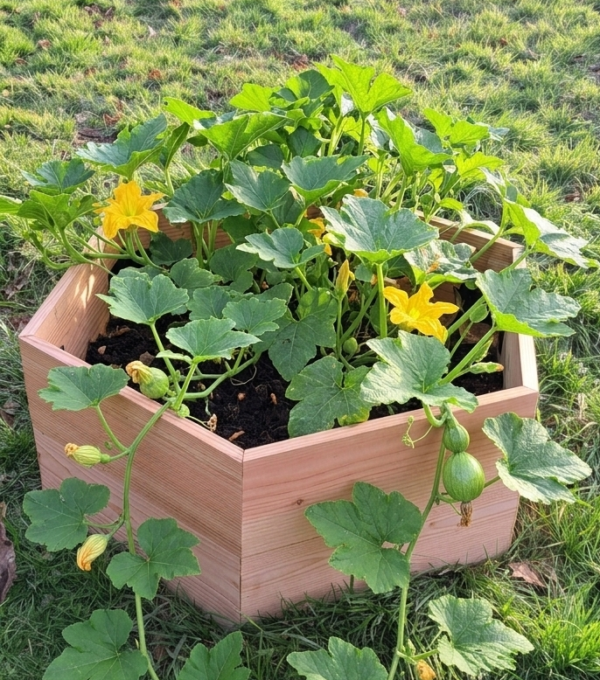 Bac Potager Hexaterra en Kit